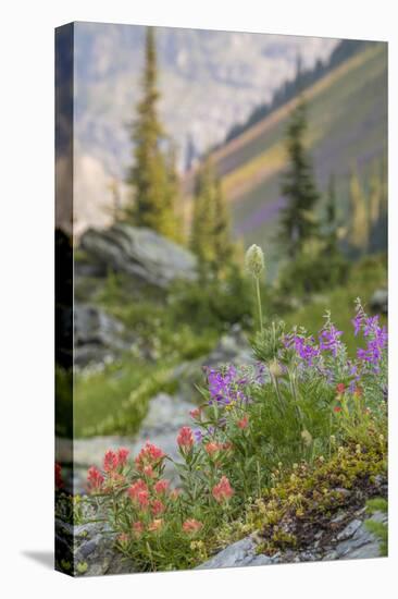 Canada, British Columbia, Selkirk Mountains. Wildflowers on rocky hillside.-Jaynes Gallery-Stretched Canvas
