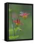 Canada, British Columbia. Sitka columbine flower.-Jaynes Gallery-Framed Stretched Canvas