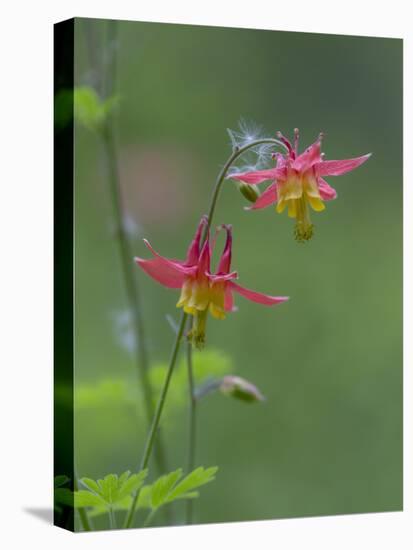 Canada, British Columbia. Sitka columbine flower.-Jaynes Gallery-Stretched Canvas