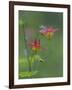 Canada, British Columbia. Sitka columbine flower.-Jaynes Gallery-Framed Photographic Print