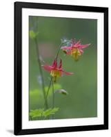 Canada, British Columbia. Sitka columbine flower.-Jaynes Gallery-Framed Photographic Print