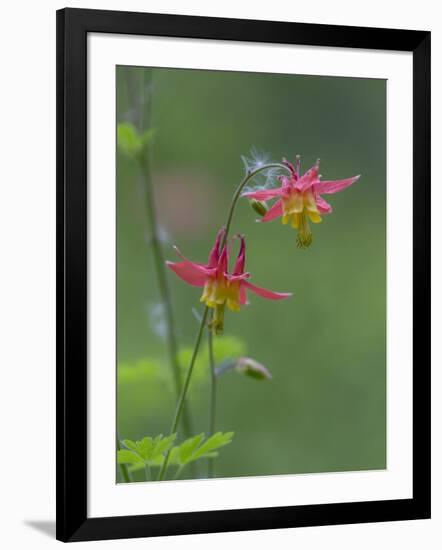 Canada, British Columbia. Sitka columbine flower.-Jaynes Gallery-Framed Photographic Print