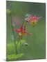 Canada, British Columbia. Sitka columbine flower.-Jaynes Gallery-Mounted Photographic Print