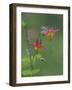 Canada, British Columbia. Sitka columbine flower.-Jaynes Gallery-Framed Photographic Print