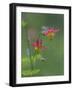 Canada, British Columbia. Sitka columbine flower.-Jaynes Gallery-Framed Photographic Print