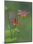 Canada, British Columbia. Sitka columbine flower.-Jaynes Gallery-Mounted Photographic Print