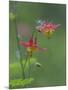 Canada, British Columbia. Sitka columbine flower.-Jaynes Gallery-Mounted Photographic Print