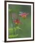 Canada, British Columbia. Sitka columbine flower.-Jaynes Gallery-Framed Photographic Print