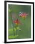 Canada, British Columbia. Sitka columbine flower.-Jaynes Gallery-Framed Photographic Print