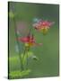 Canada, British Columbia. Sitka columbine flower.-Jaynes Gallery-Stretched Canvas