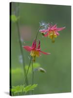 Canada, British Columbia. Sitka columbine flower.-Jaynes Gallery-Stretched Canvas