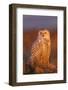 Canada, British Columbia, Snowy Owl Waiting for Prey-Terry Eggers-Framed Photographic Print