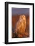 Canada, British Columbia, Snowy Owl Waiting for Prey-Terry Eggers-Framed Photographic Print