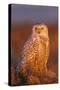 Canada, British Columbia, Snowy Owl Waiting for Prey-Terry Eggers-Stretched Canvas