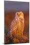 Canada, British Columbia, Snowy Owl Waiting for Prey-Terry Eggers-Mounted Photographic Print