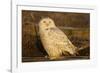 Canada, British Columbia, Snowy Owl Waiting for Prey-Terry Eggers-Framed Photographic Print