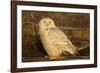 Canada, British Columbia, Snowy Owl Waiting for Prey-Terry Eggers-Framed Photographic Print