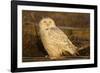 Canada, British Columbia, Snowy Owl Waiting for Prey-Terry Eggers-Framed Photographic Print