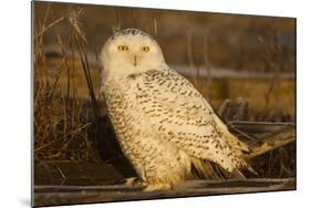 Canada, British Columbia, Snowy Owl Waiting for Prey-Terry Eggers-Mounted Photographic Print