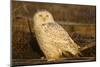 Canada, British Columbia, Snowy Owl Waiting for Prey-Terry Eggers-Mounted Photographic Print