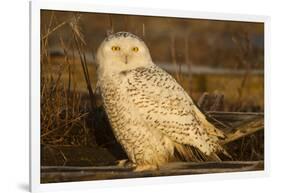 Canada, British Columbia, Snowy Owl Waiting for Prey-Terry Eggers-Framed Photographic Print