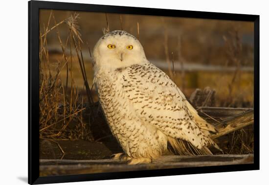 Canada, British Columbia, Snowy Owl Waiting for Prey-Terry Eggers-Framed Photographic Print