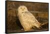 Canada, British Columbia, Snowy Owl Waiting for Prey-Terry Eggers-Framed Stretched Canvas