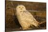 Canada, British Columbia, Snowy Owl Waiting for Prey-Terry Eggers-Stretched Canvas