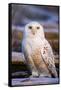 Canada, British Columbia, Snowy Owl Waiting for Prey-Terry Eggers-Framed Stretched Canvas