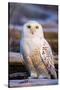 Canada, British Columbia, Snowy Owl Waiting for Prey-Terry Eggers-Stretched Canvas