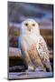 Canada, British Columbia, Snowy Owl Waiting for Prey-Terry Eggers-Mounted Photographic Print