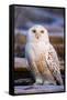 Canada, British Columbia, Snowy Owl Waiting for Prey-Terry Eggers-Framed Stretched Canvas