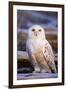 Canada, British Columbia, Snowy Owl Waiting for Prey-Terry Eggers-Framed Premium Photographic Print