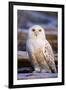 Canada, British Columbia, Snowy Owl Waiting for Prey-Terry Eggers-Framed Premium Photographic Print