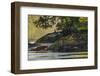 Canada, British Columbia, Tofino. Coastal wolf in the intertidal zone.-Yuri Choufour-Framed Photographic Print