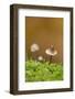 Canada, British Columbia, Vancouver. Close Up of Small Mycena Mushroom-Kevin Oke-Framed Photographic Print