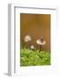 Canada, British Columbia, Vancouver. Close Up of Small Mycena Mushroom-Kevin Oke-Framed Photographic Print