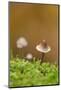 Canada, British Columbia, Vancouver. Close Up of Small Mycena Mushroom-Kevin Oke-Mounted Photographic Print