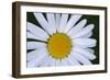 Canada, British Columbia, Vancouver Island. Daisy-Kevin Oke-Framed Photographic Print