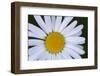 Canada, British Columbia, Vancouver Island. Daisy-Kevin Oke-Framed Photographic Print