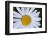 Canada, British Columbia, Vancouver Island. Daisy-Kevin Oke-Framed Photographic Print