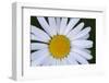 Canada, British Columbia, Vancouver Island. Daisy-Kevin Oke-Framed Photographic Print