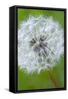 Canada, British Columbia, Vancouver Island. Dandelion-Kevin Oke-Framed Stretched Canvas