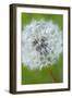 Canada, British Columbia, Vancouver Island. Dandelion-Kevin Oke-Framed Photographic Print