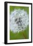 Canada, British Columbia, Vancouver Island. Dandelion-Kevin Oke-Framed Photographic Print