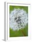 Canada, British Columbia, Vancouver Island. Dandelion-Kevin Oke-Framed Photographic Print