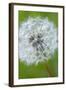 Canada, British Columbia, Vancouver Island. Dandelion-Kevin Oke-Framed Photographic Print