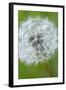 Canada, British Columbia, Vancouver Island. Dandelion-Kevin Oke-Framed Photographic Print