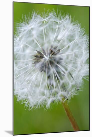 Canada, British Columbia, Vancouver Island. Dandelion-Kevin Oke-Mounted Photographic Print