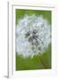 Canada, British Columbia, Vancouver Island. Dandelion-Kevin Oke-Framed Photographic Print